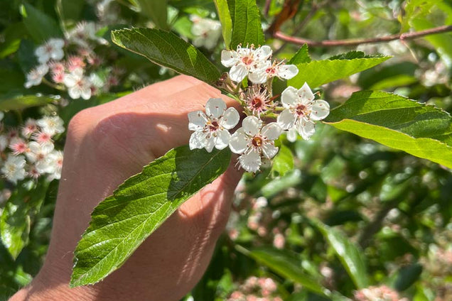 Crataegus lavalleei 'Carrierei' bloem