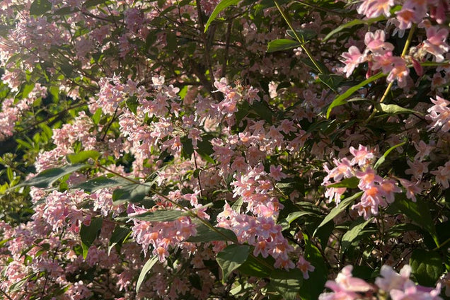 Kolkwitzia amabilis 'Pink Cloud' bloesem