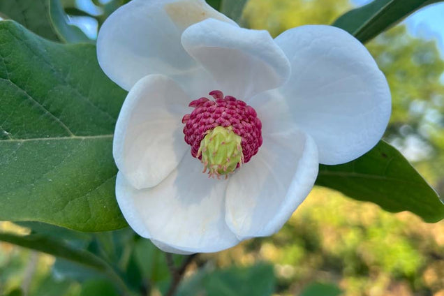 Magnolia sieboldii bloem