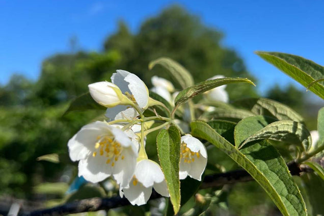 Philadelphus delavayi bloem