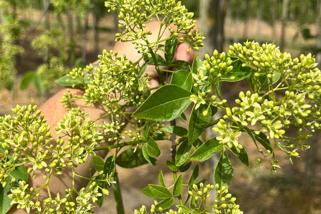 Ptelea trifoliata bloesem