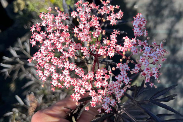 Sambucus nigra 'Eva' bloem
