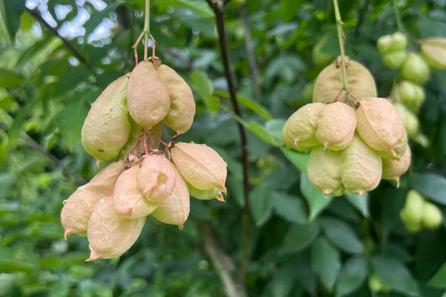 Staphylea colchica zaaddoos