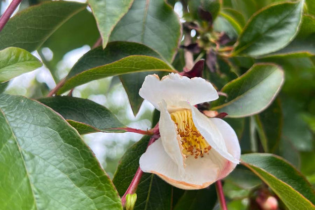 Stewartia pseudocamellia bloem
