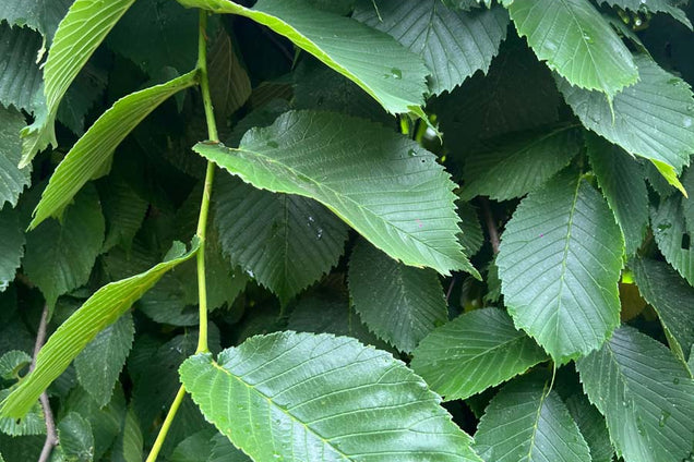 Ulmus 'Camperdownii' blad