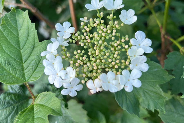Viburnum opulus bloem