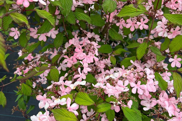 Viburnum plicatum 'Molly Schroeder' bloesem