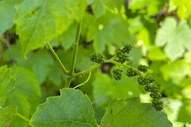 Vitis 'Boskoop Glory' druif