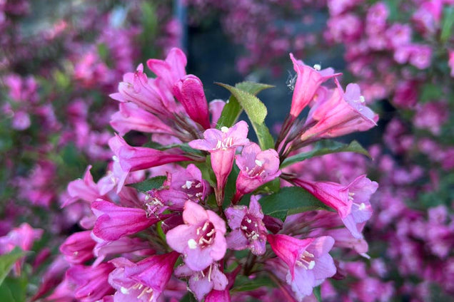 Weigela 'Rumba' bloem