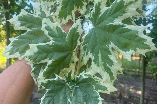 Acer platanoides 'Drummondii' blad