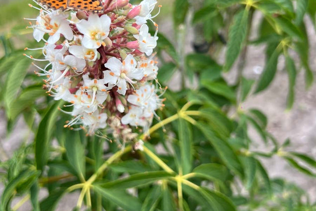 Aesculus californica biodiversiteit