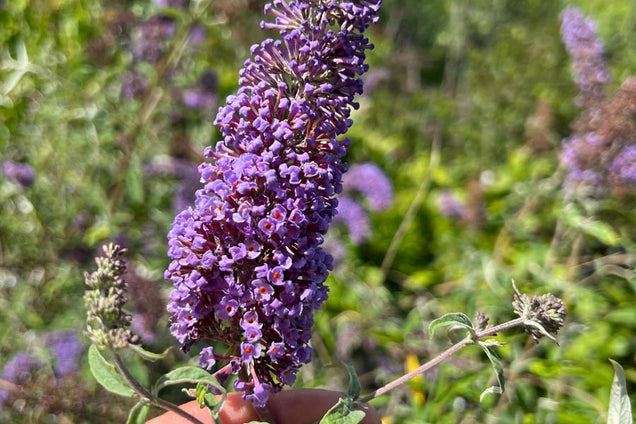 Buddleja davidii 'Nanho Blue' bloem