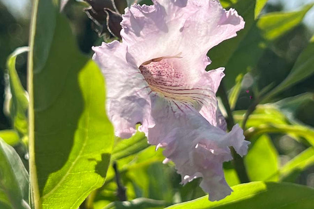 Chitalpa tashkentensis 'Minsum' bloem