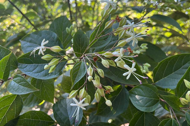 Clerodendrum trichotomum bloem