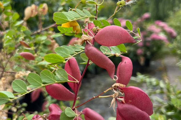 Colutea arborescens zaaddoos