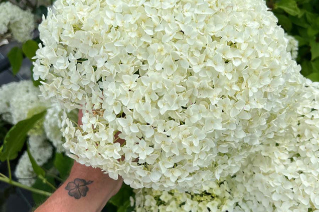 Hydrangea arborescens 'Abetwo' bloem