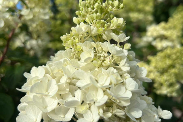 Hydrangea paniculata 'Renhy' bloem