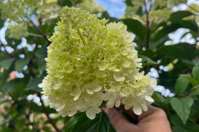 Hydrangea paniculata 'Rensun' bloem