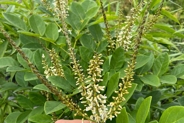 Maackia amurensis bloem