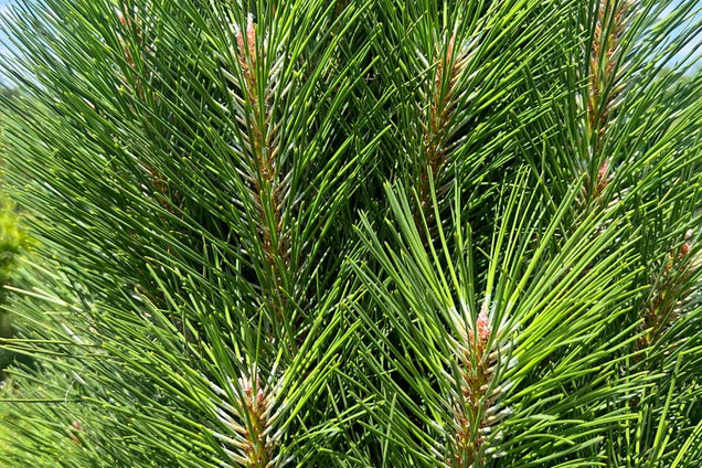 Pinus nigra 'Green Tower' naalden