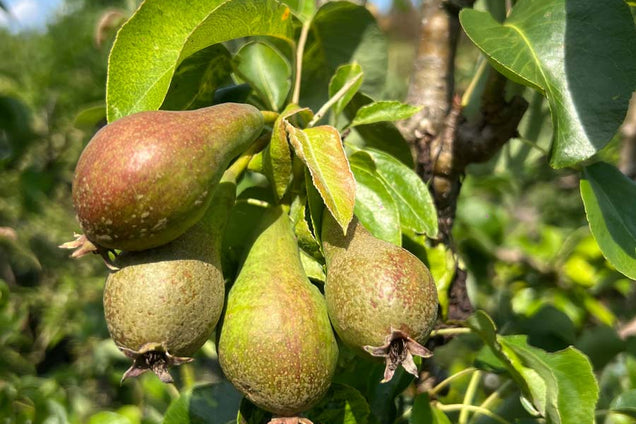 Pyrus communis 'Conference' vrucht