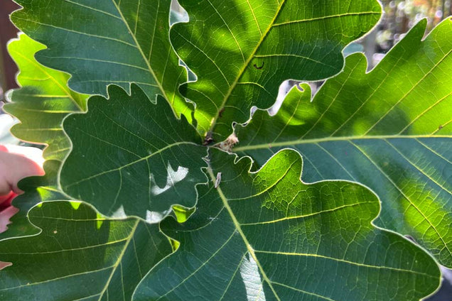 Quercus dentata 'Sir Harold Hillier' blad