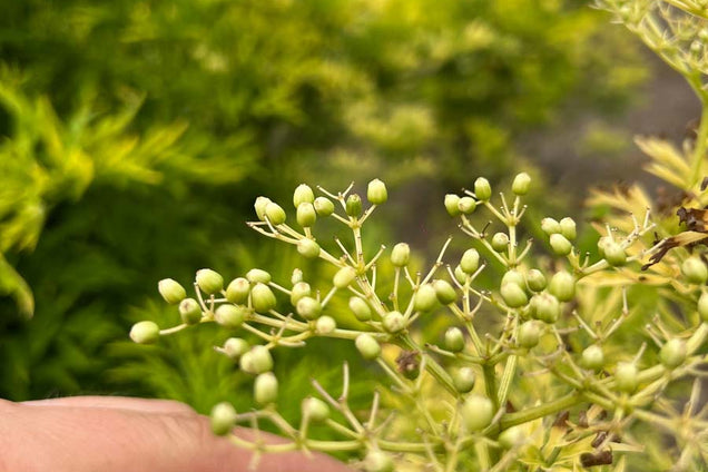 Sambucus nigra 'Jdeboer001' zaaddoos