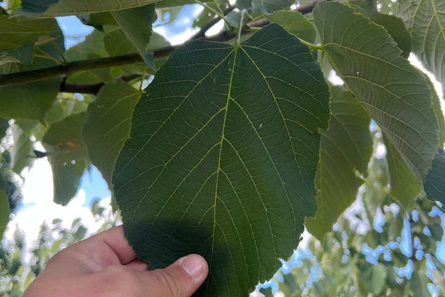 Tilia americana 'Neglect' blad