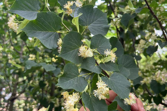 Tilia cordata 'Böhlje' bloem
