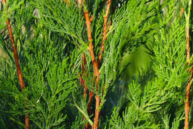 Cupressocyparis leylandii 'Tweeduizendéén'