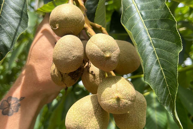 Aesculus flava vrucht