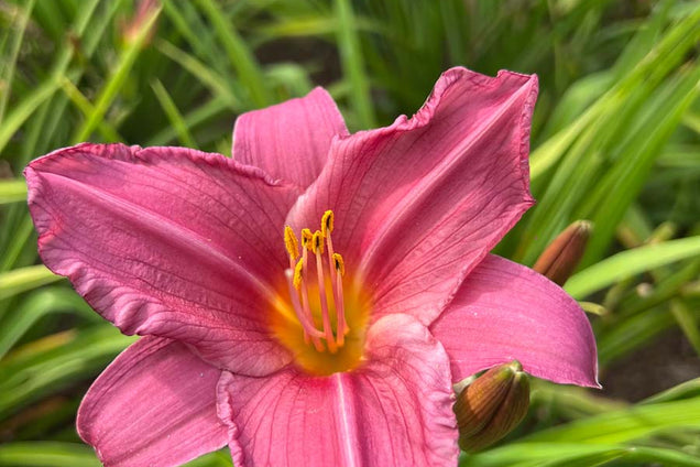 Hemerocallis 'Summer Wine' bloem