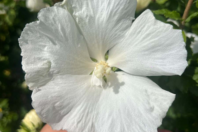 Hibiscus syriacus 'Diana' bloem