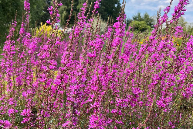 Lythrum salicaria 'Robert' bloesem