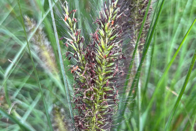 Pennisetum alopecuroides 'Black Beauty' bloem