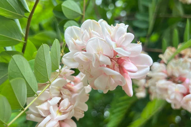 Robinia viscosa bloem