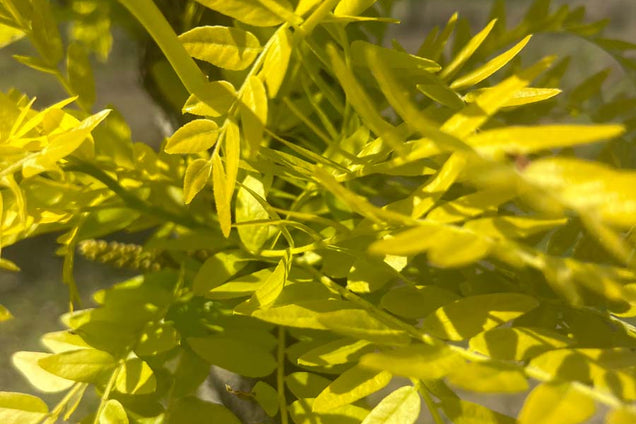 Gleditsia triacanthos 'Sunburst' herfstkleur