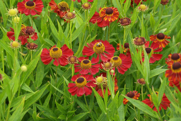 Helenium 'Moerheim Beauty' bloem