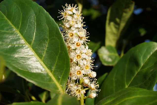 Prunus laurocerasus 'Rotundifolia' bloem