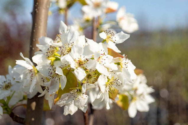 Pyrus pyrifolia 'Kosui' bloem