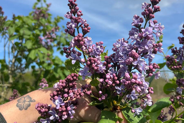 Syringa vulgaris 'Prof. Hoser' bloem