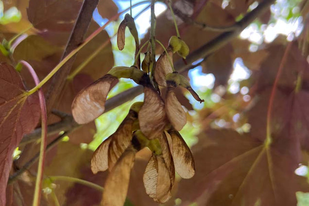 Acer pseudoplatanus 'Atropurpureum' vruchtvleugel