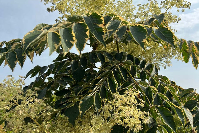 Aralia elata 'Golden Umbrella' bloem