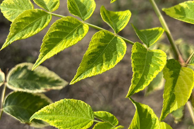 Aralia elata 'Variegata' blad