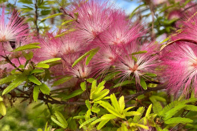 Calliandra surinamensis 'Dixie Pink' bloem