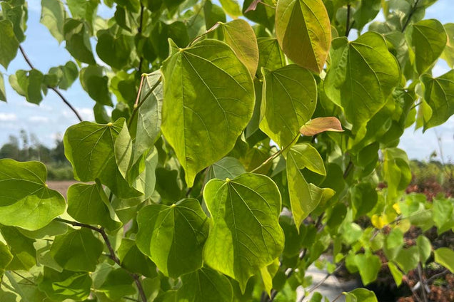 Cercis canadensis bladeren