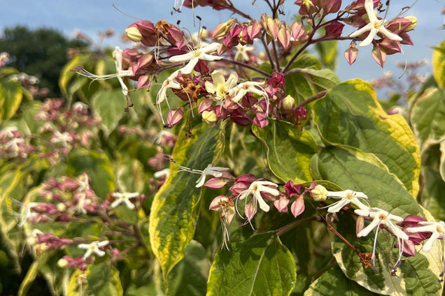 Clerodendrum trichotomum 'Variegatum' bloem