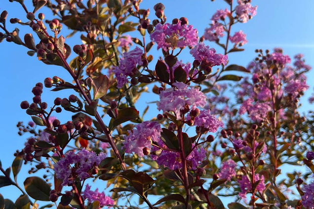 Lagerstroemia indica bloesem