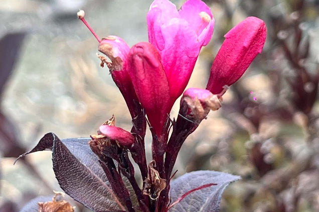 Weigela florida 'Alexandra' bloem