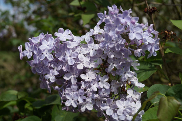 Syringa vulgaris 'Excellent' bloem